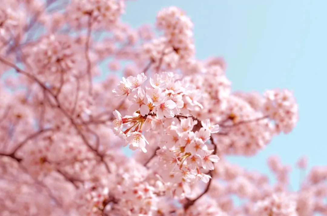 東京の桜名所