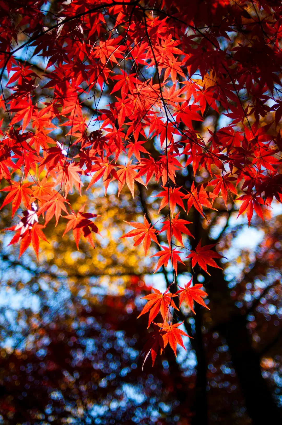 京都の紅葉